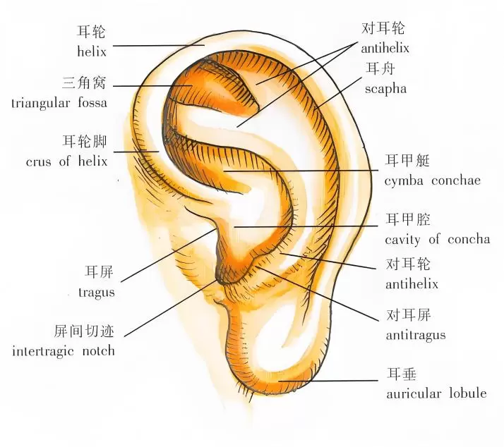 近四成人佩戴耳机超5小时! 超长时间佩戴成为刚需,定制蓝牙耳机成为唯一解(图3) 近四成人佩戴耳机超5小时! 超长时间佩戴成为刚需,定制蓝牙耳机成为唯一解(图3)