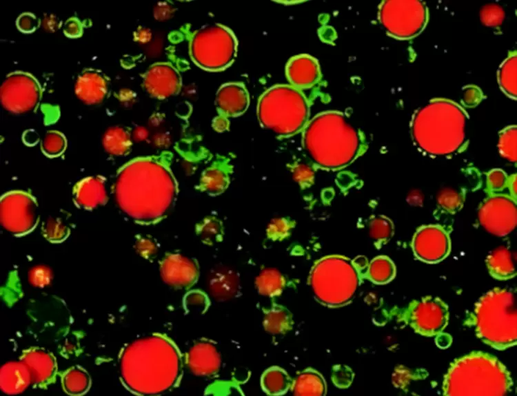重磅发布丨深视智能全新背照式制冷sCMOS相机新品上市，突破灵敏度和噪声极限(图4)