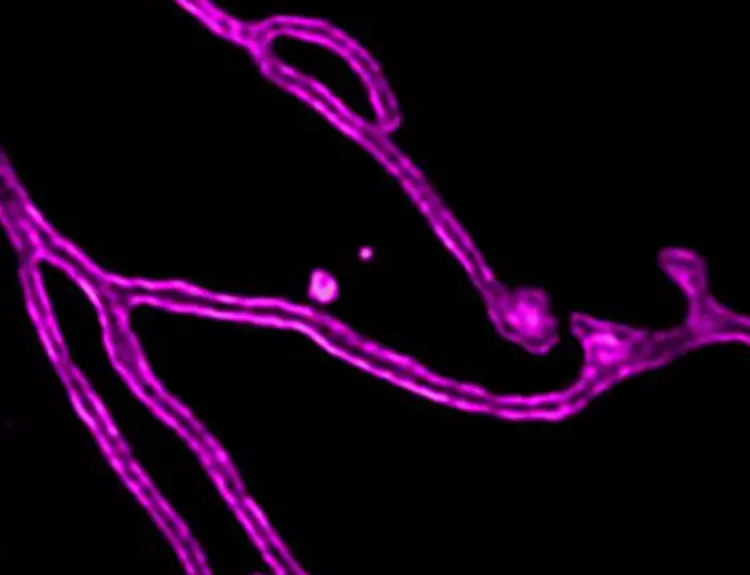 重磅发布丨深视智能全新背照式制冷sCMOS相机新品上市，突破灵敏度和噪声极限(图11)