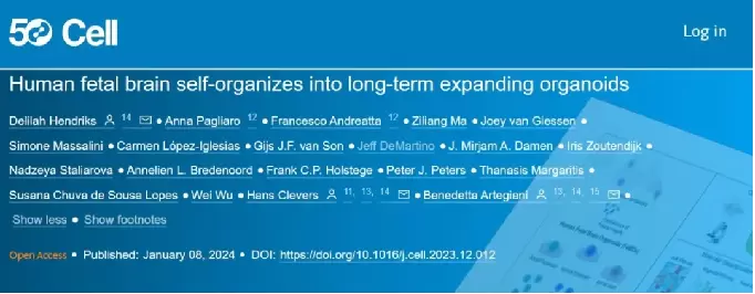 华夏源类器官：大脑类器官新突破！《Cell》：首次从人胎大脑组织衍生类器官！(图1)