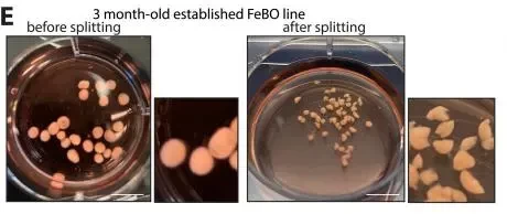 华夏源类器官：大脑类器官新突破！《Cell》：首次从人胎大脑组织衍生类器官！(图4)