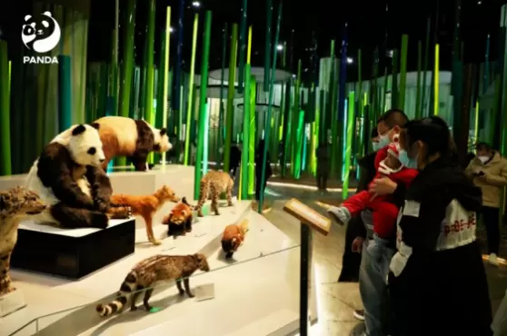 全球首只仿生大熊猫机器人亮相:可与游客畅快交流(图1) 全球首只仿生大熊猫机器人亮相:可与游客畅快交流(图1)