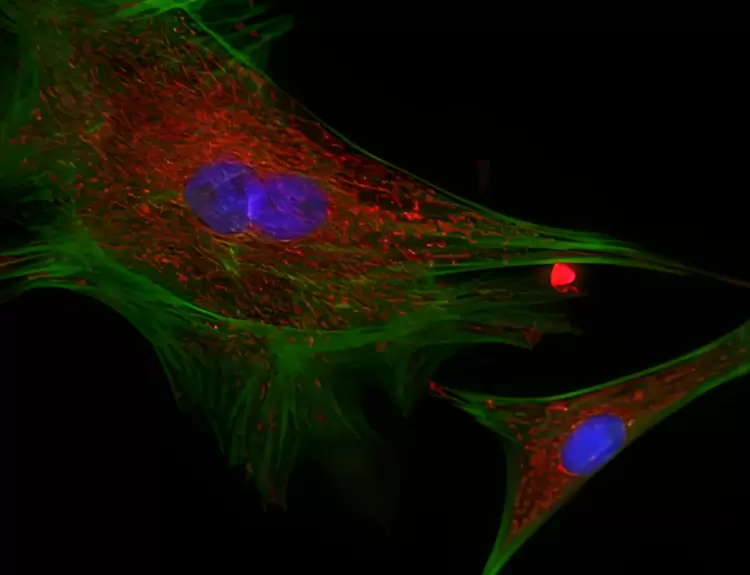 重磅发布丨深视智能全新背照式制冷sCMOS相机新品上市，突破灵敏度和噪声极限(图6)