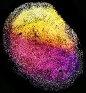 华夏源类器官：大脑类器官新突破！《Cell》：首次从人胎大脑组织衍生类器官！(图2)