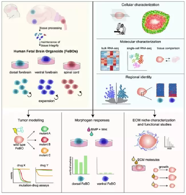 华夏源类器官：大脑类器官新突破！《Cell》：首次从人胎大脑组织衍生类器官！(图3)