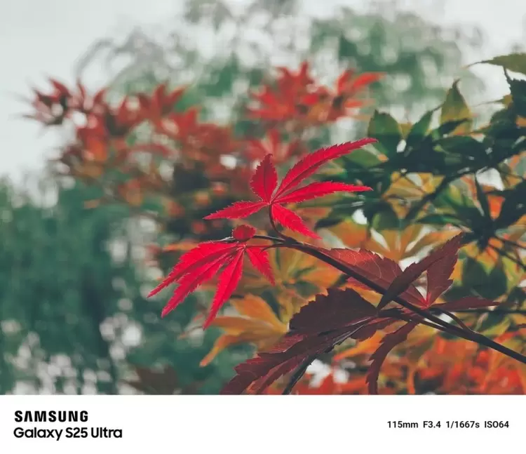 AI赋能移动影像 三星Galaxy S25 Ultra开启全场景专业拍摄体验(图8)