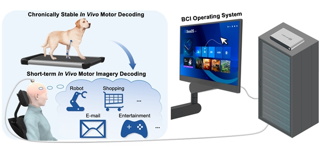 破解通用难题！首个高通量柔性脑机接口长期稳定植入研究成果发表(图3)