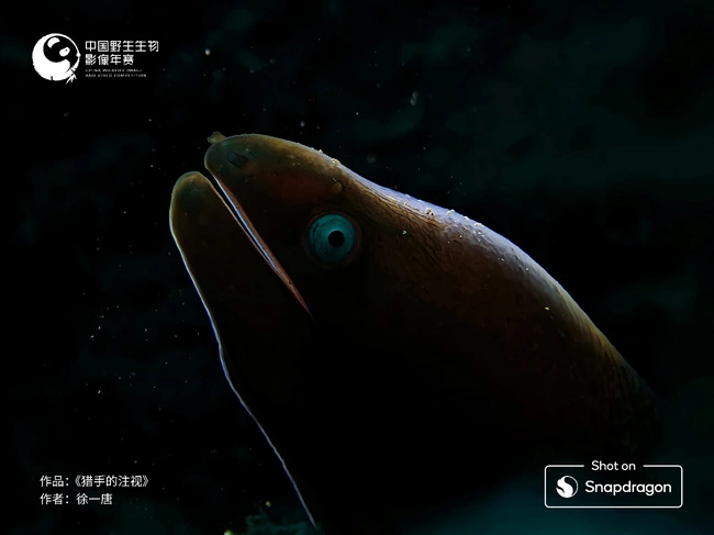 六年同行，再启新程：骁龙与中国国家地理共同推动跨移动终端自然影像创作(图4)