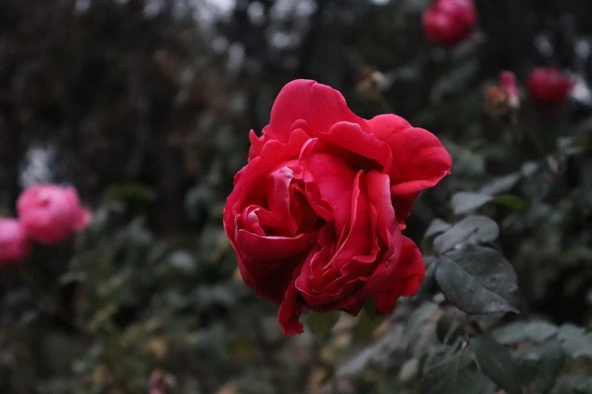 3000元入门微单新标杆 佳能 EOS R100测评(图21) 3000元入门微单新标杆 佳能 EOS R100测评(图21)