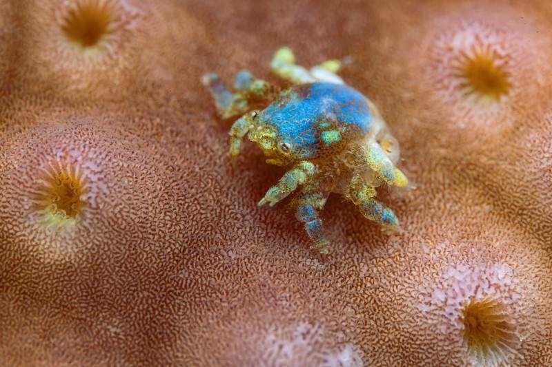 见所未见 百微新生 索尼发布首款G大师微距镜头FE 100mm F2.8 Macro GM OSS(图5)