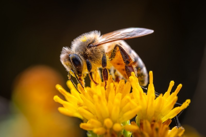 见所未见 百微新生 索尼发布首款G大师微距镜头FE 100mm F2.8 Macro GM OSS(图11)