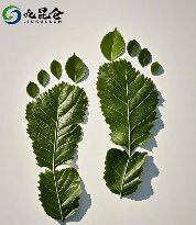 九昆仑低碳科技：以科技构建全球碳中和新生态(图3)