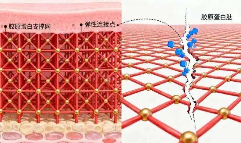 五个女博士以科研破局，小分子胶原蛋白肽实现安全有效高吸收(图2)