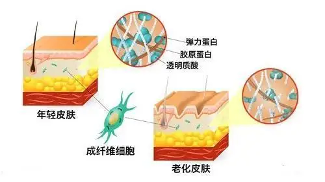 五个女博士以科研破局，小分子胶原蛋白肽实现安全有效高吸收(图3)