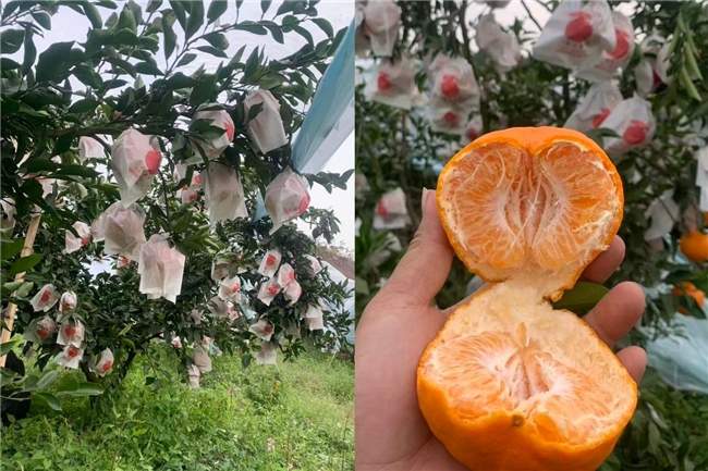 京东生鲜推出耙耙柑“包园”计划，12月20日开启源头直发(图2)