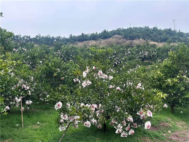 京东生鲜推出耙耙柑“包园”计划，12月20日开启源头直发(图3)