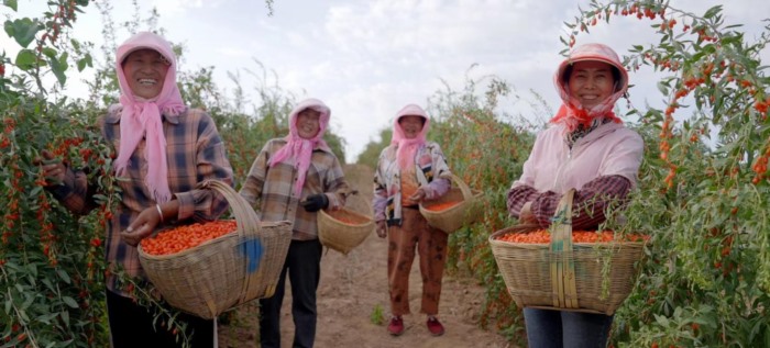 容声冰箱“寻鲜之旅”入选“社会责任实践成果”助农实践获权威认可！(图3)